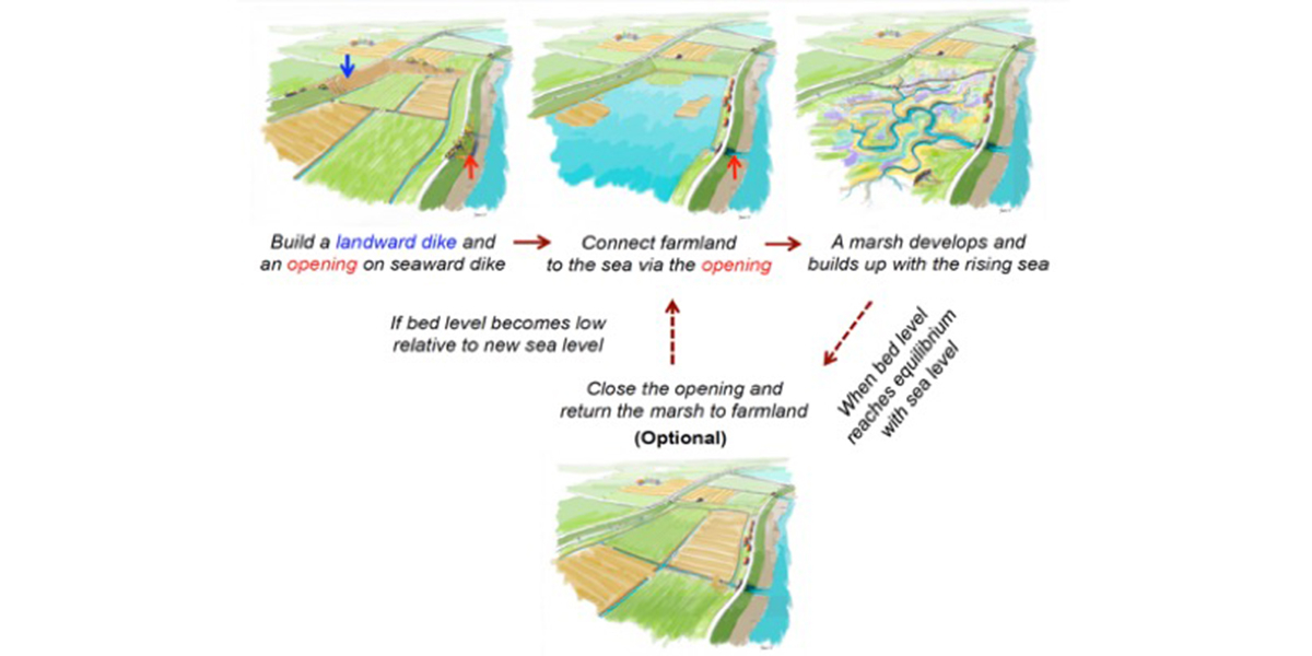 Fig 1: An overview of steps to implement novel nature-based flood protection with marshes between double dikes. Illustration by: Jeroen Helmer/ARK Nature.(copyright: Nature Sustainability)