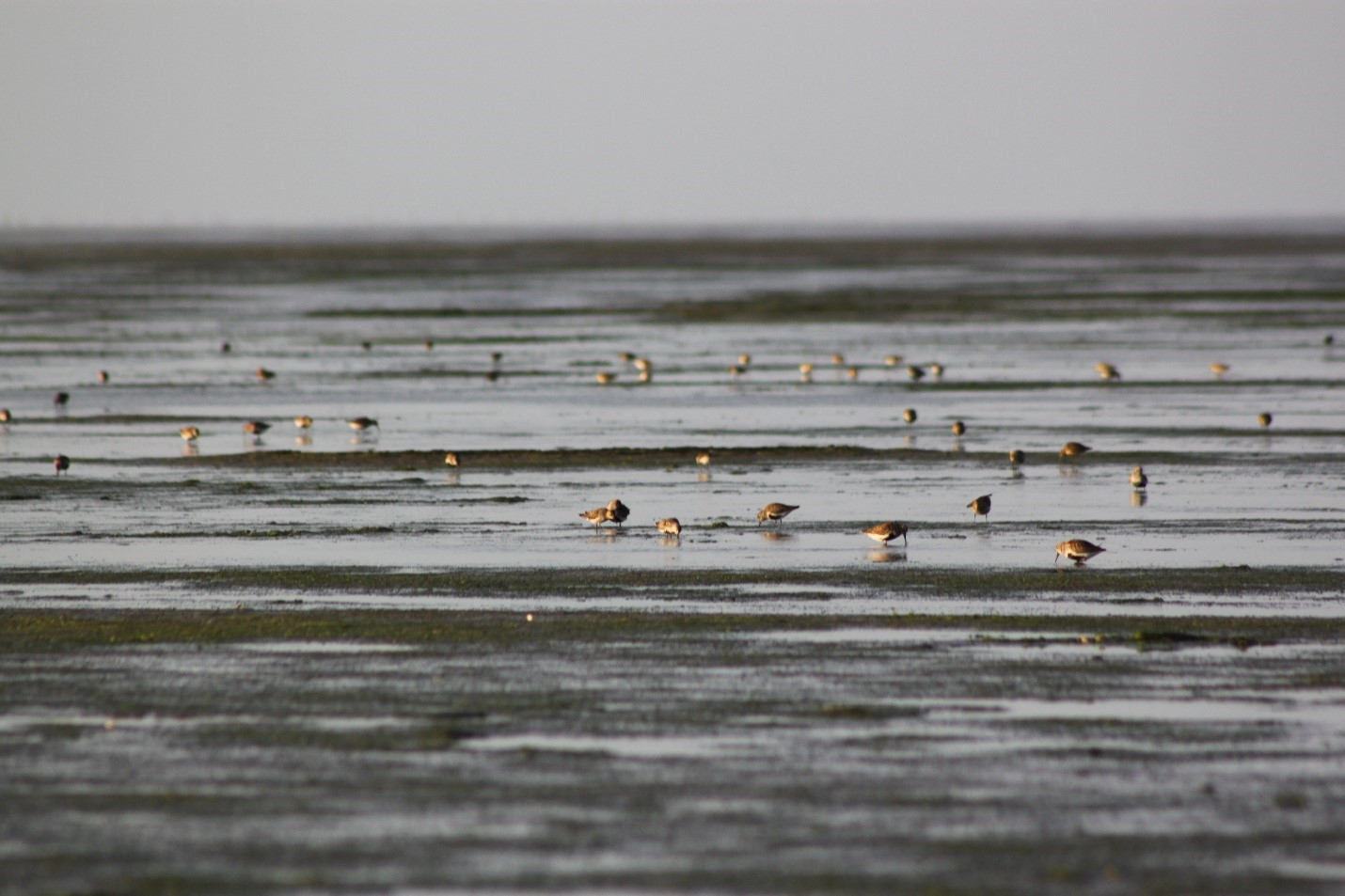 Bonte strandlopers op het wad. Foto: Evy Gobbens