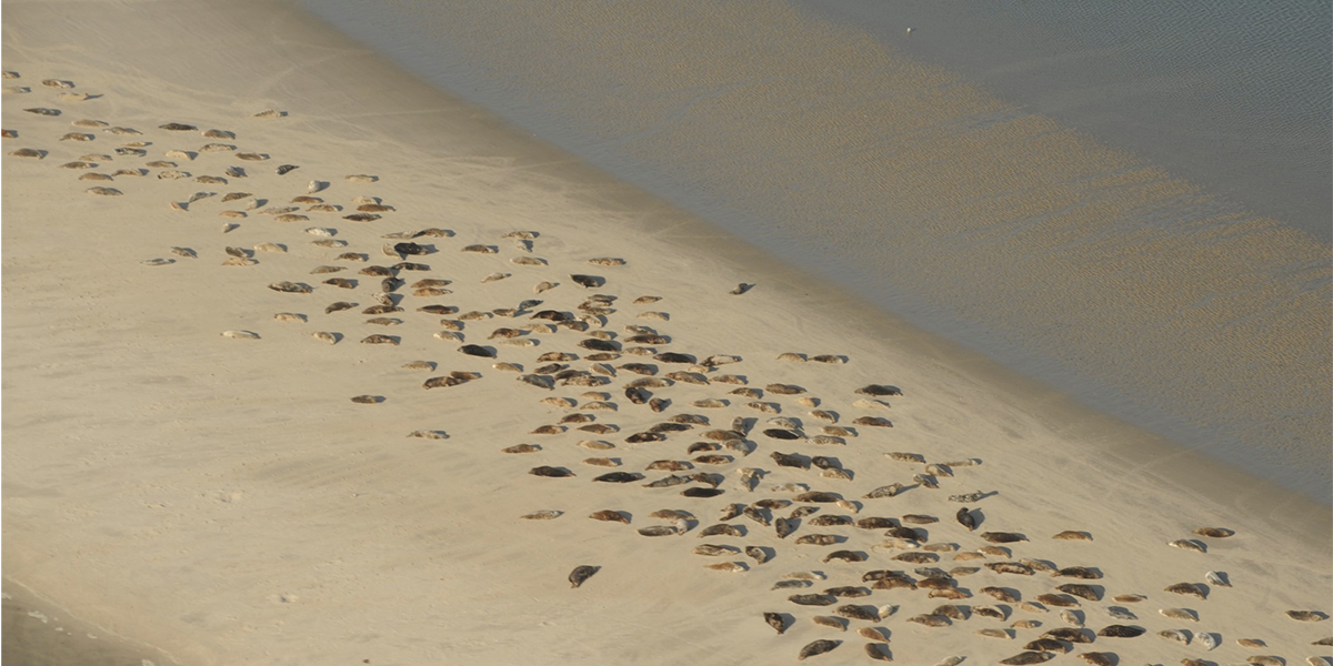 Example of aerial image of seals. Photo: Sophie Brasseur