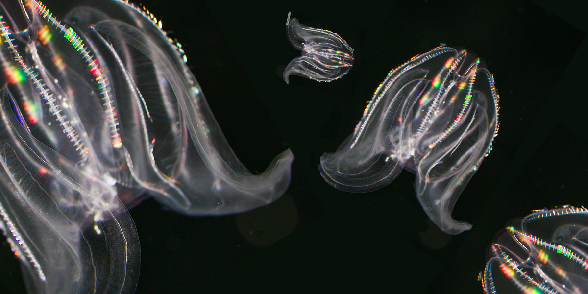 Ctenophores, important predators in coastal waters and Wadden Sea.