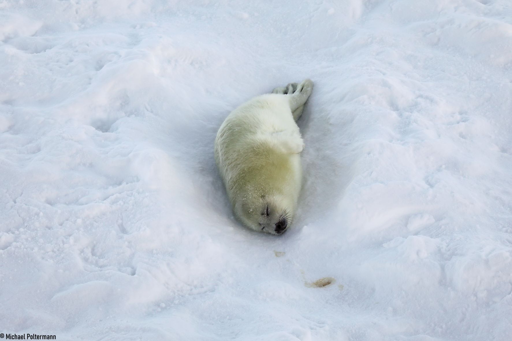 Een zadelrob pup doet een dutje op het zee-ijs. © Michael Poltermann 