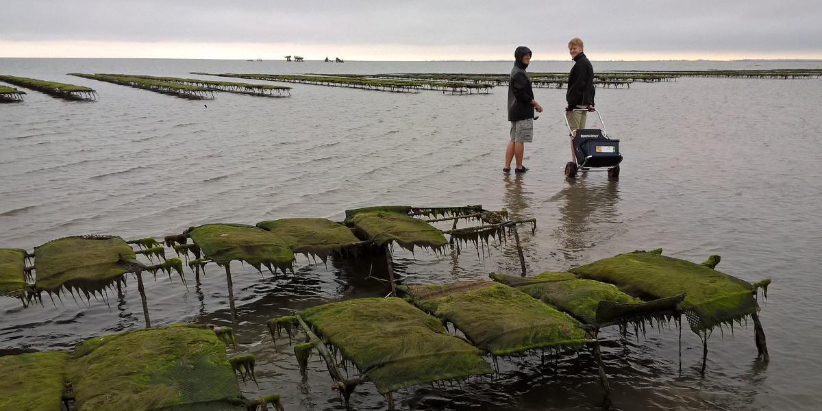 Collecting oysters close to an oyster farm in the northern Wadden Sea (Sylt, German). Photo: David Thieltges