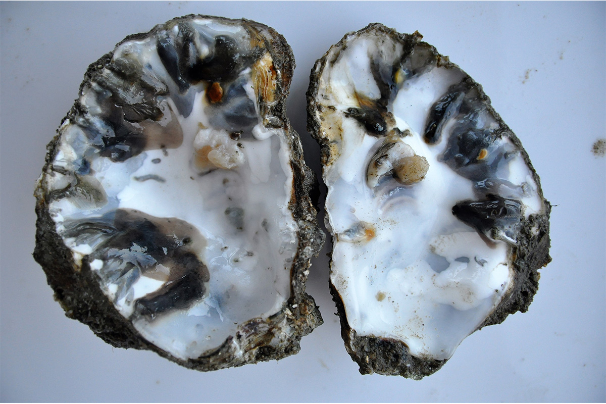 Mud blisters caused by Polydora websteri. Photo: Dagmar Lackschewitz 