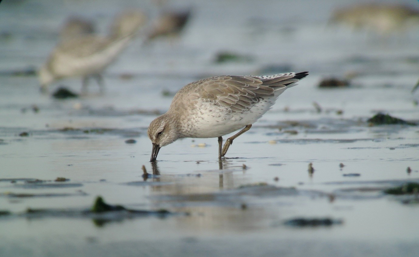 Red knot is using tactile foraging tactic in the field. Picture credit: Benjamin Gnep