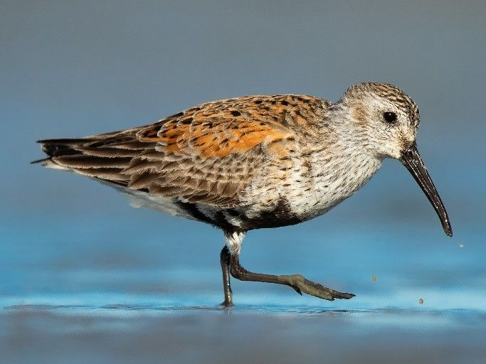 Dunlin (© Dorian Anderson).