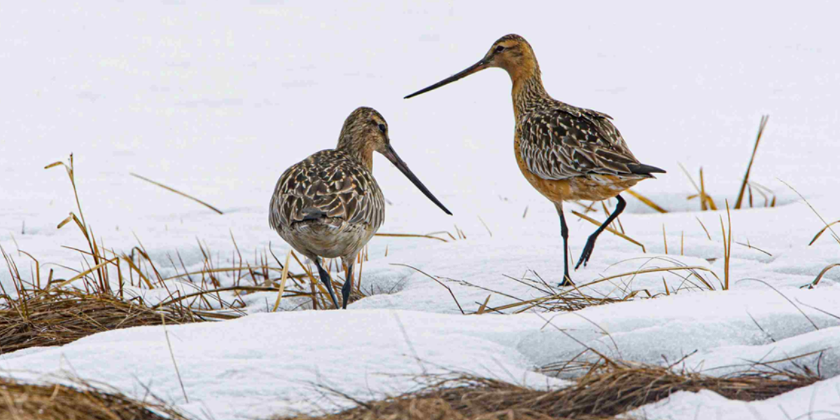 Bar-tailed Godwits arrive at the the tundra-breeding grounds around the time of snowmelt. Credits: Jan van de Kam.