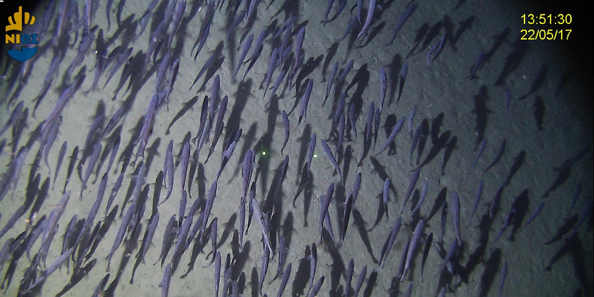 A school of Blue whiting