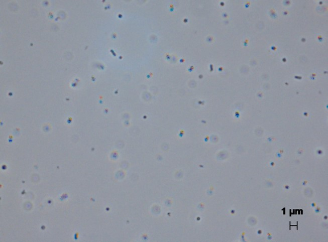 Cells of W. oceani XK5 in a liquid culture medium (note the small size of the cells – one micrometer in length = one thousandth of a millimeter). The strain was originally isolated from coastal sediments in China by Guan-Jun Chen, Shandong University