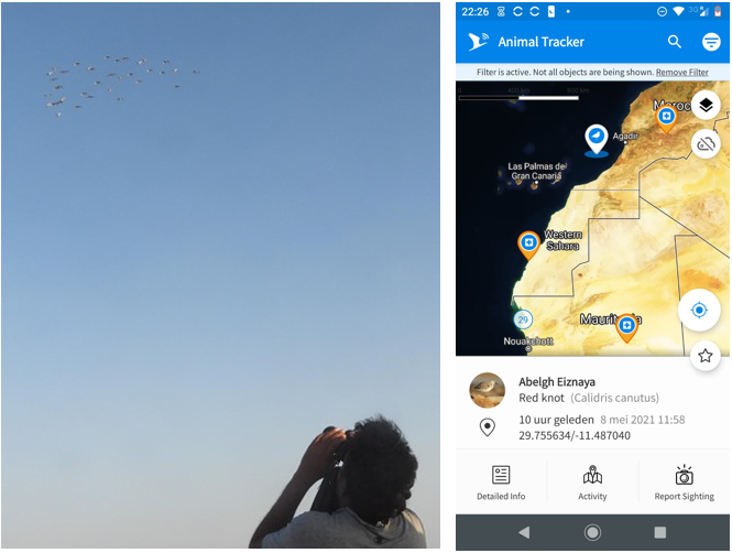 Left: Ahmed Amarejeyat watching a flock of red knots take off for migration. Photo: Tim Oortwijn. Right: The first red knot Abelgh Eiznaya has left Banc d’Arguin and flies along the coast of Morocco on May 8th, 2021.