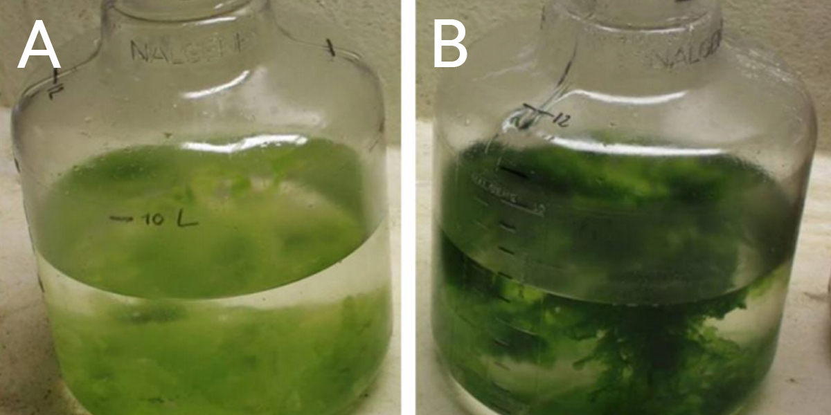 Two shades of green. <i>Ulva lactuca</i> cultivated under A) nutrient depletion conditions for 2 weeks and B) with addition of non-limiting nutrient concentration for 5 days. 