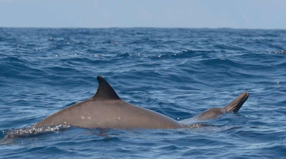 Sowerby’s beaked whale (Mesoplodon bidens) surfacing in the waters off Terceira Island, Azores. The species’ characteristically long beak protrudes from the water during surfacing. Picture: Kelp Marine Research