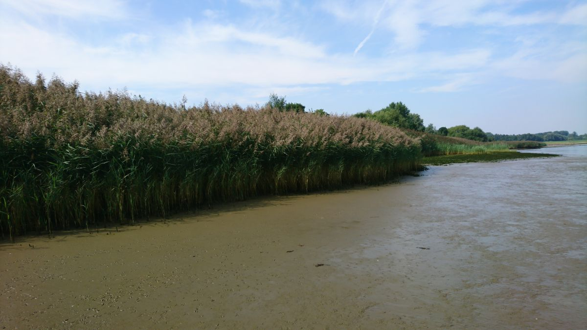 Comparison between a salt-sensitive willow forest (above) and the more salt-tolerant reeds (below) (© E. Saccon, NIOZ). 