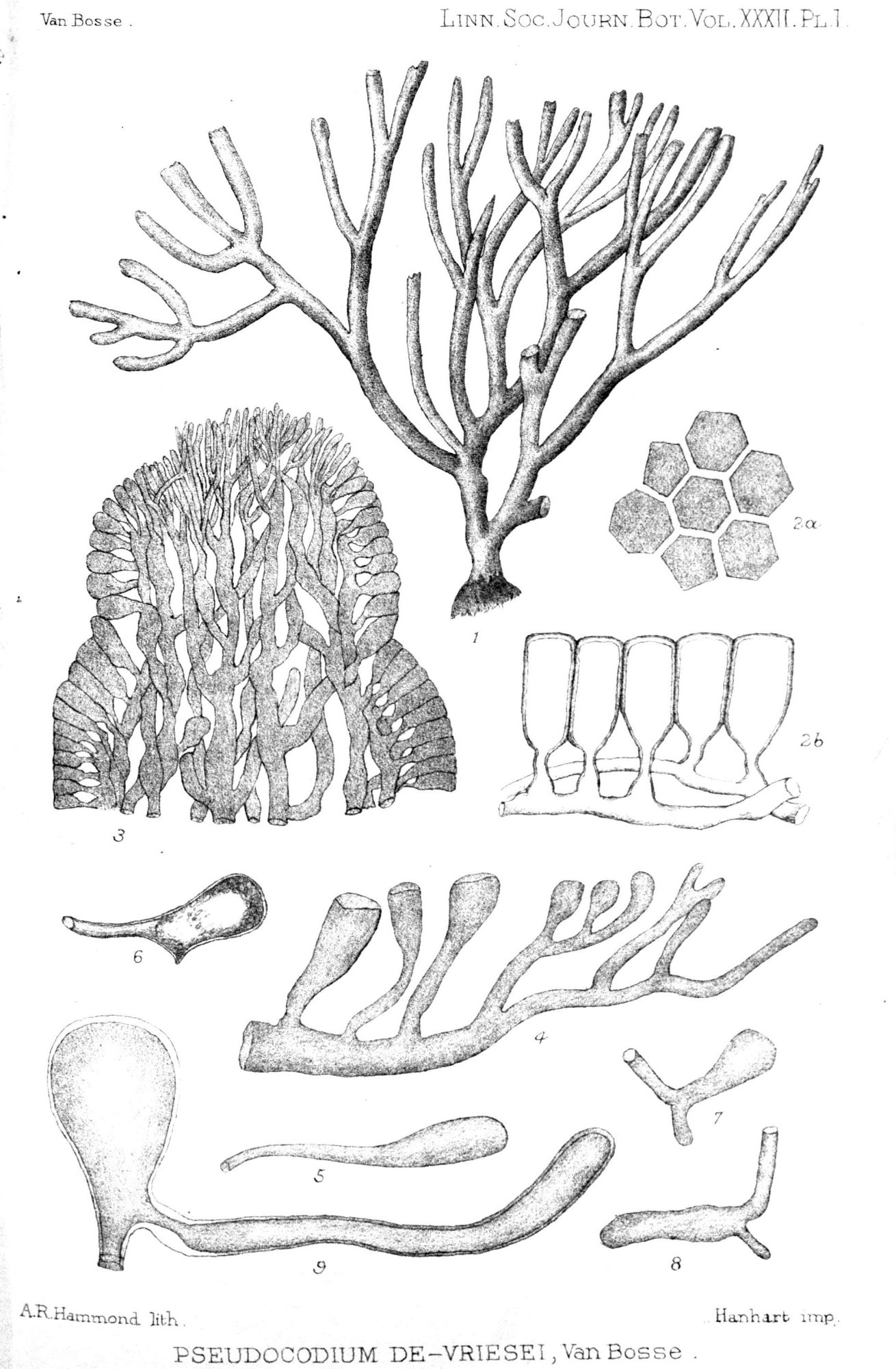 Pseudocodium_devriesii_Weber_Bosse