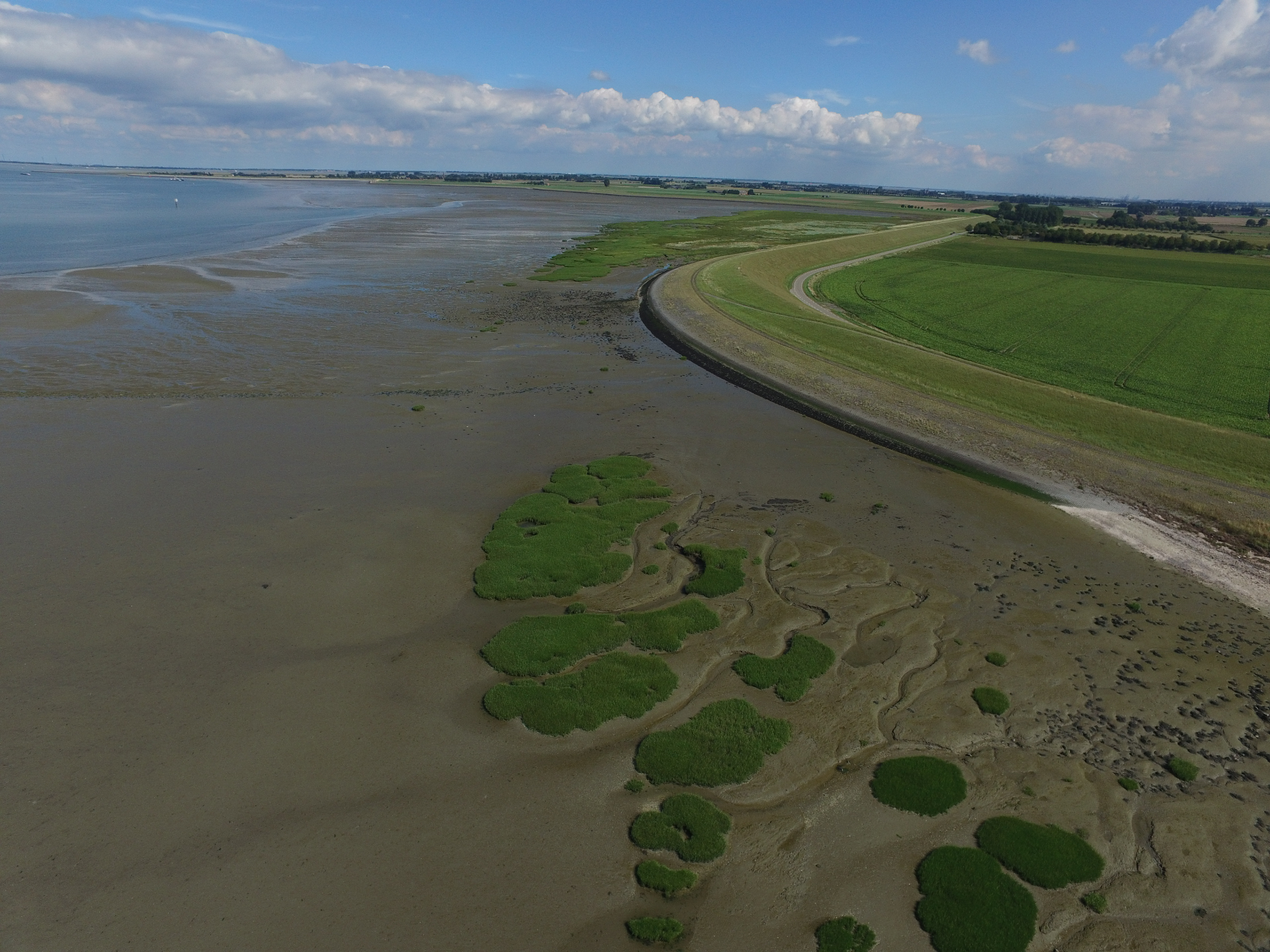 Hellegatpolder schor Westerschelde ten oosten van Terneuzen