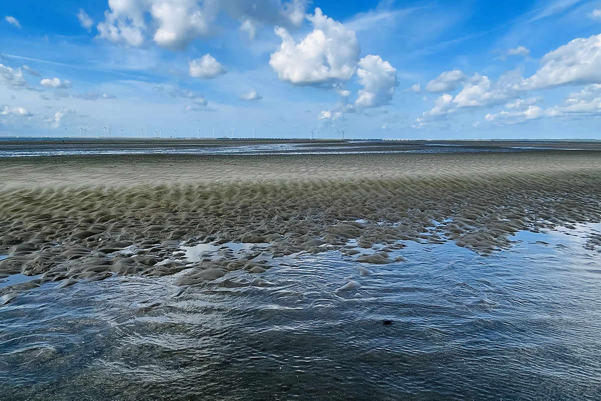The Roggenplaat nourishment, an overview of the tidal flats