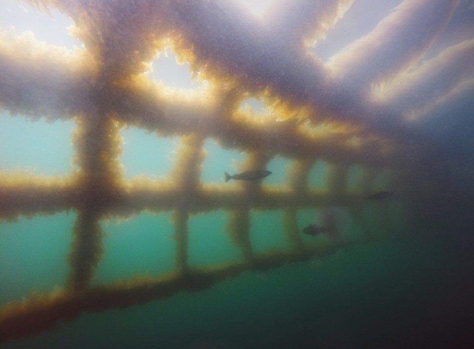 Underwater photo of a grid covered with Saccharina latissima kelps (property of Hortimare BV)