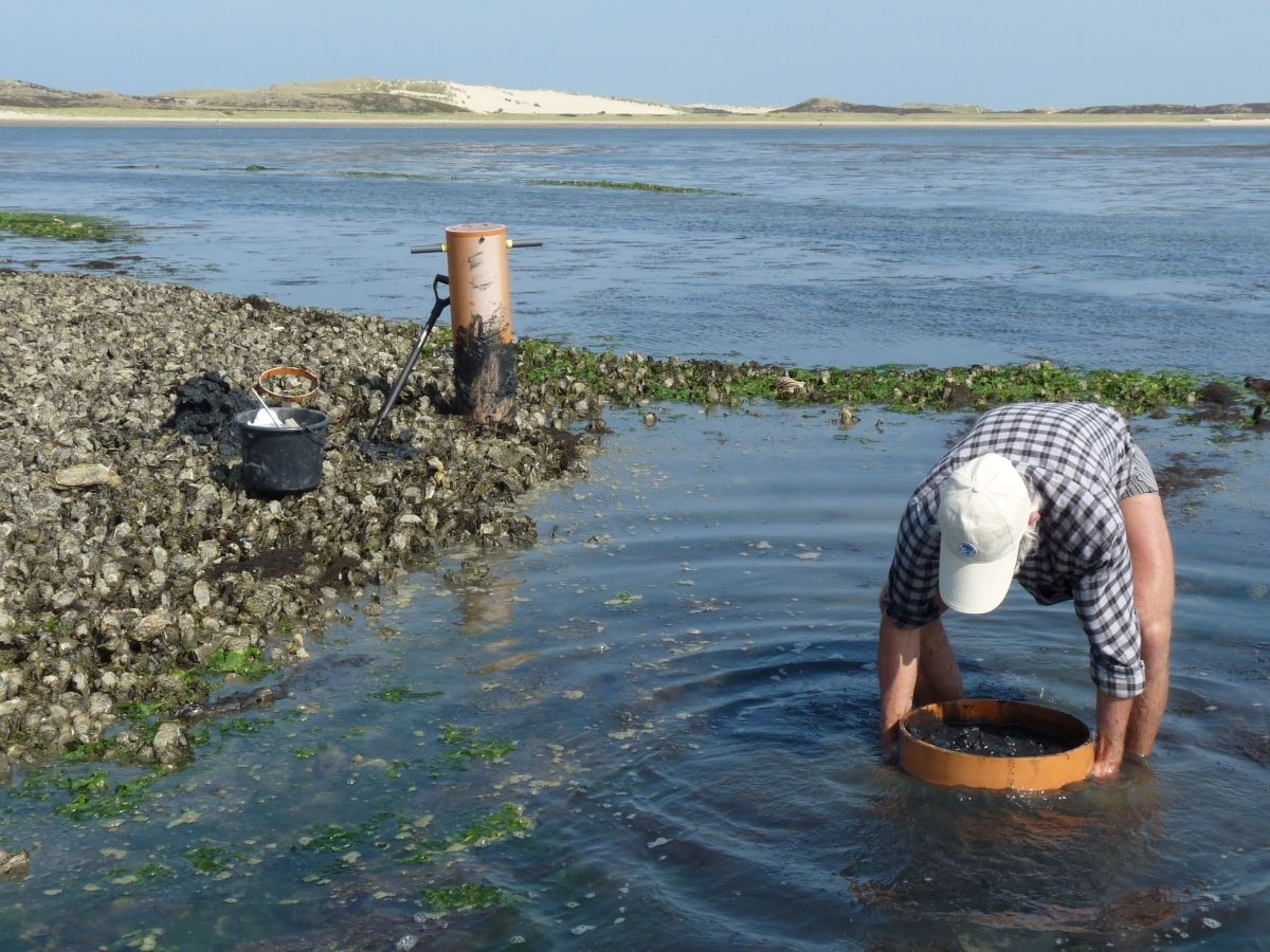 Taking benthic samples at a mussel bed on Sylt (© C. Buschbaum). 