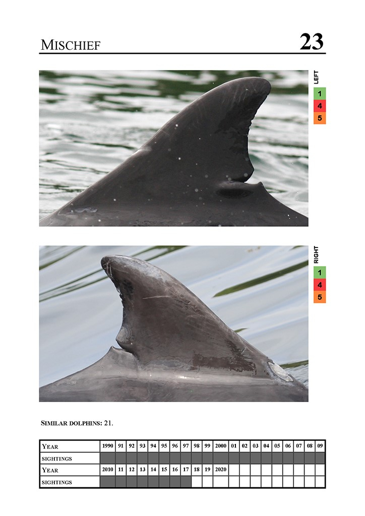 Dolfijn ‘Mischief’ is te herkennen aan een diepe inkeping aan de wortel van de rugvin. Bron: Catalogus van de Universiteit van Aberdeen.