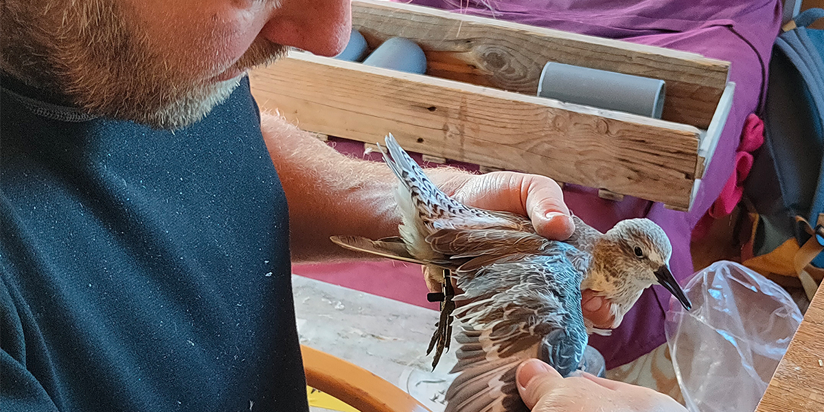 Job checking the primary feathers of a captured Knot