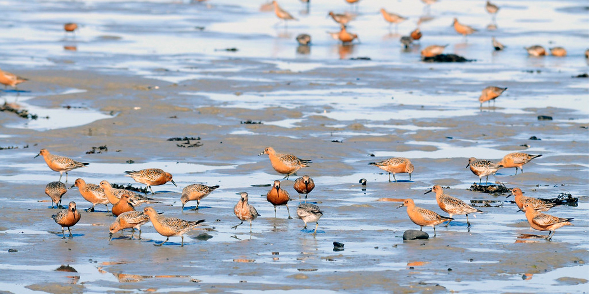 Red Knots (Calidris canutus islandica) refueling on their way from the Wadden Sea to the breeding grounds on the high Arctic tundra. More info: https://www.grida.no/resources/1544