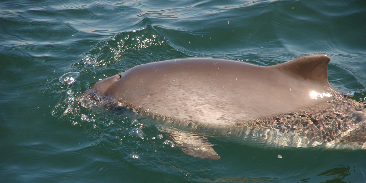 The harbour porpoise <i> Phocoena phocoena</i>. Photo: Wilbert & Corina Romijn