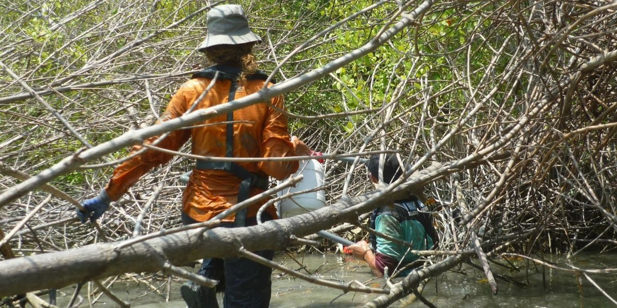 Dutch and Indonesian researchers at work in an eroding and sinking mangrove forest. Photo: Celine van Bijsterveldt