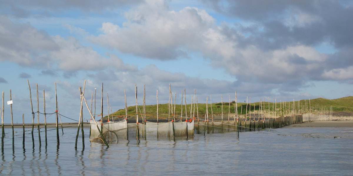 The passive fish trap of NIOZ is located near the entrance of the Dutch Wadden Sea. Photo: Marco Kortenhoeven. 
