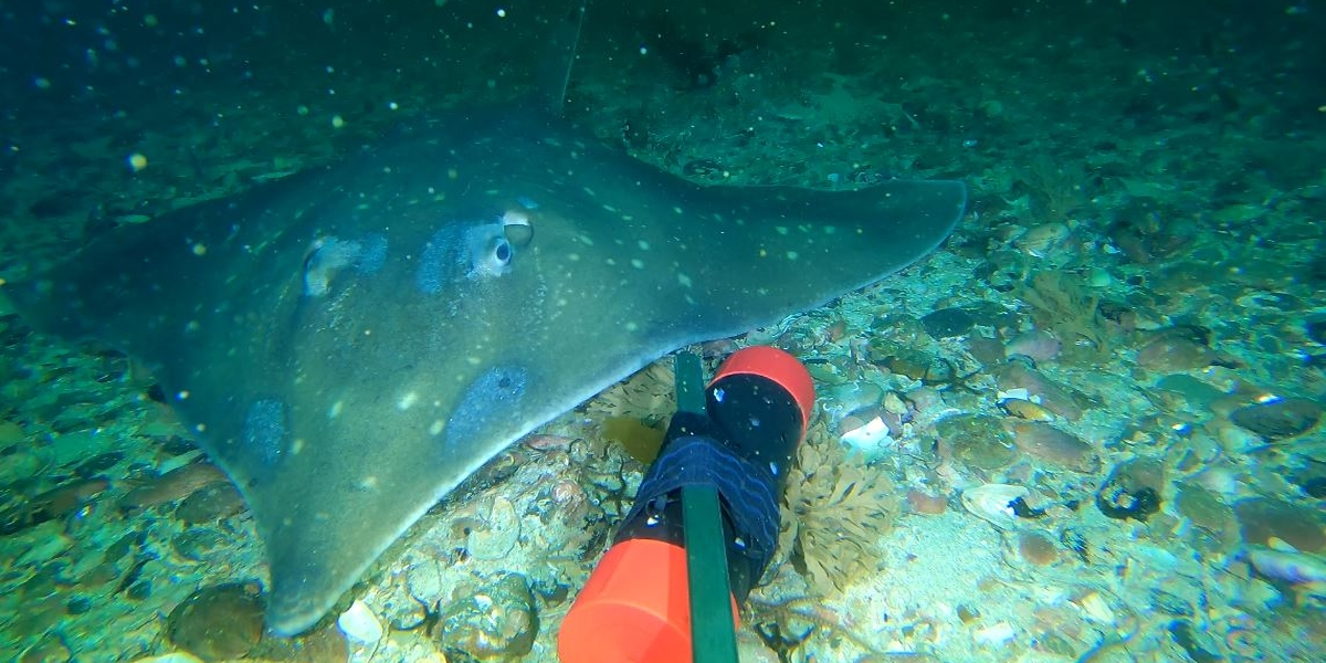 Common skate. Photo: Queens University Belfast