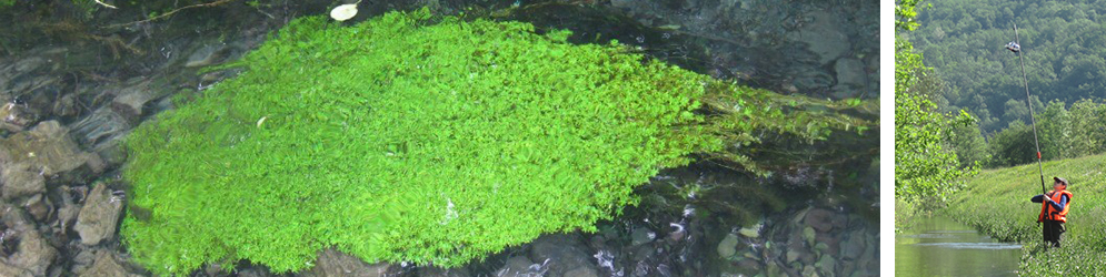 Loreta Cornacchia, Emergent properties of bio-physical self-organization in vegetated streams. Loreta Cornacchia, Emergent properties of bio-physical self-organization in vegetated streams.