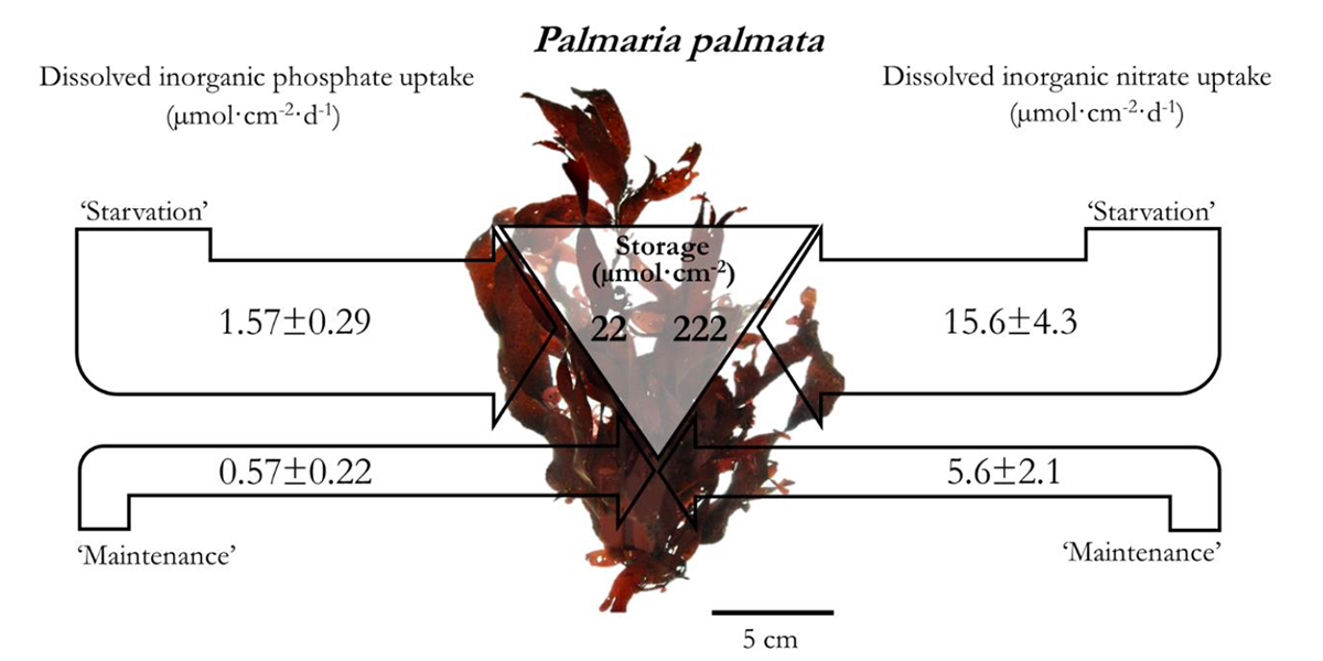 Infographics of results on dissolved inorganic phosphate- and dissolved inorganic nitrate uptake dynamics (V<sub>S under starvation, V</sub>M for maintenance, and storage capacity) in <i>Palmaria palmata</i> (Rhodophyta).