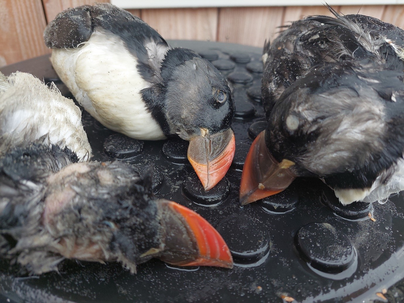 Puffins collected on Vlieland, photo Carl Zuhorn (SBB)