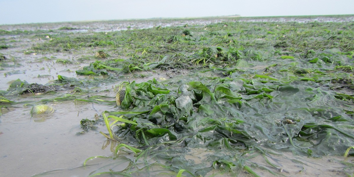 Wadden seagrass bed at low tide. 