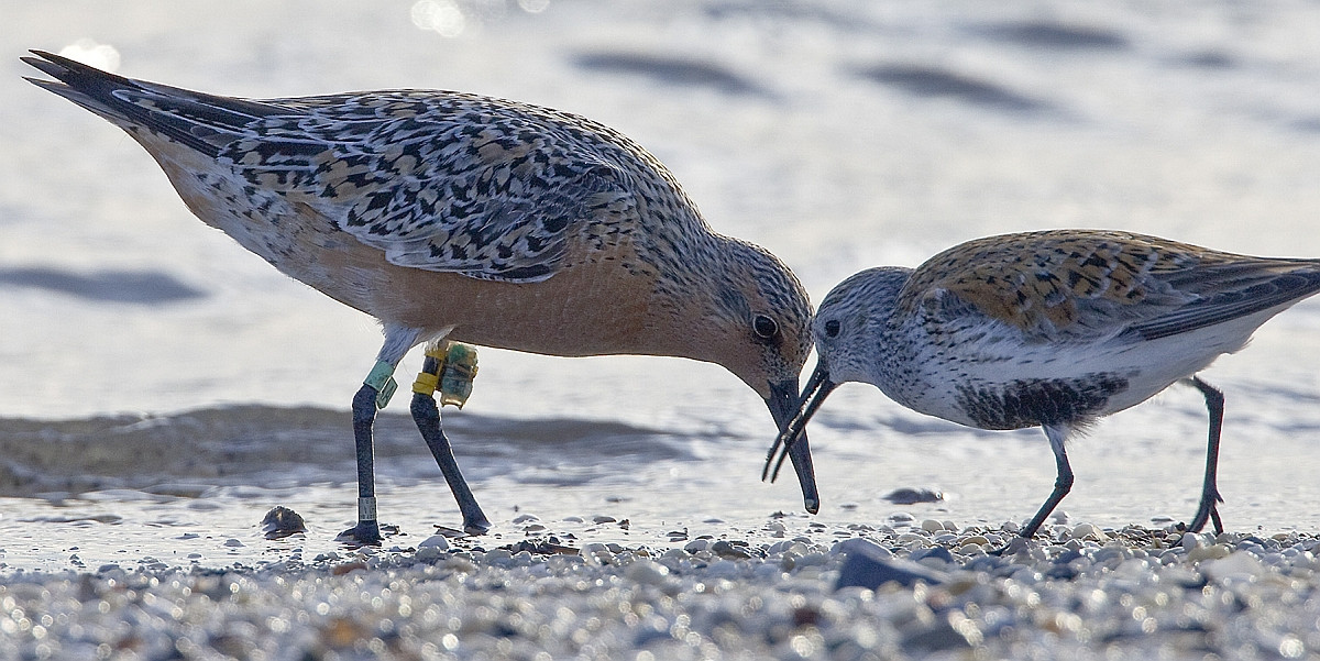 A knot with a data logger at its leg (photo © Jan van de Kam)