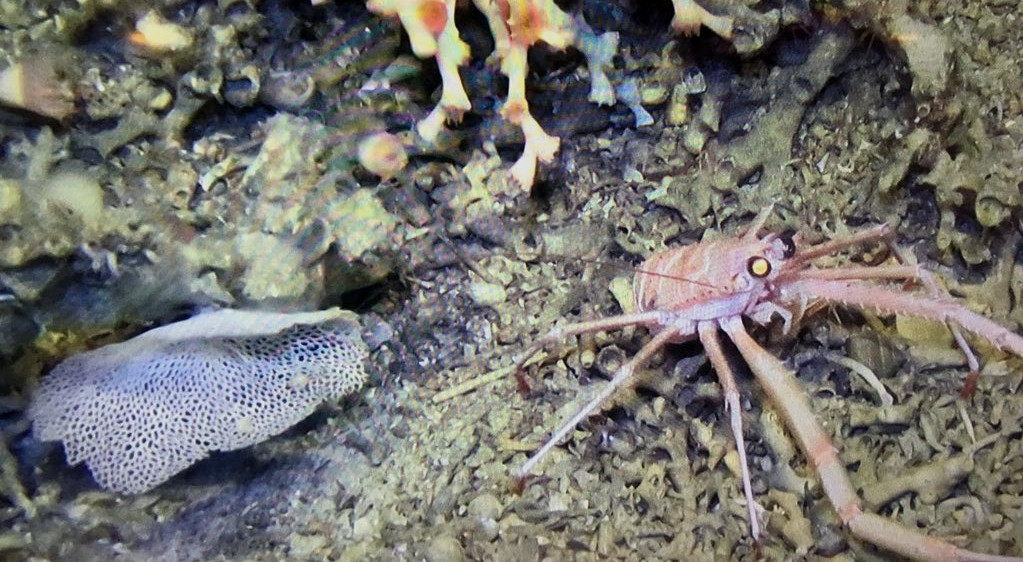 Lobster, Bryozoan (left) and a few polyps of the coral Lophelia pertusa (above; centre) on the seafloor, as caught by the camera of 'Genesis'.
