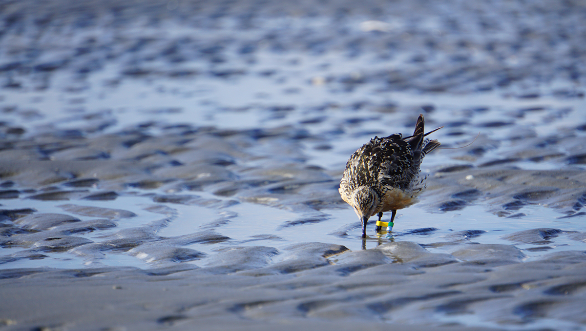 Tagged and color ringed Red knot searching for food. Photo credit: Selin Ersoy