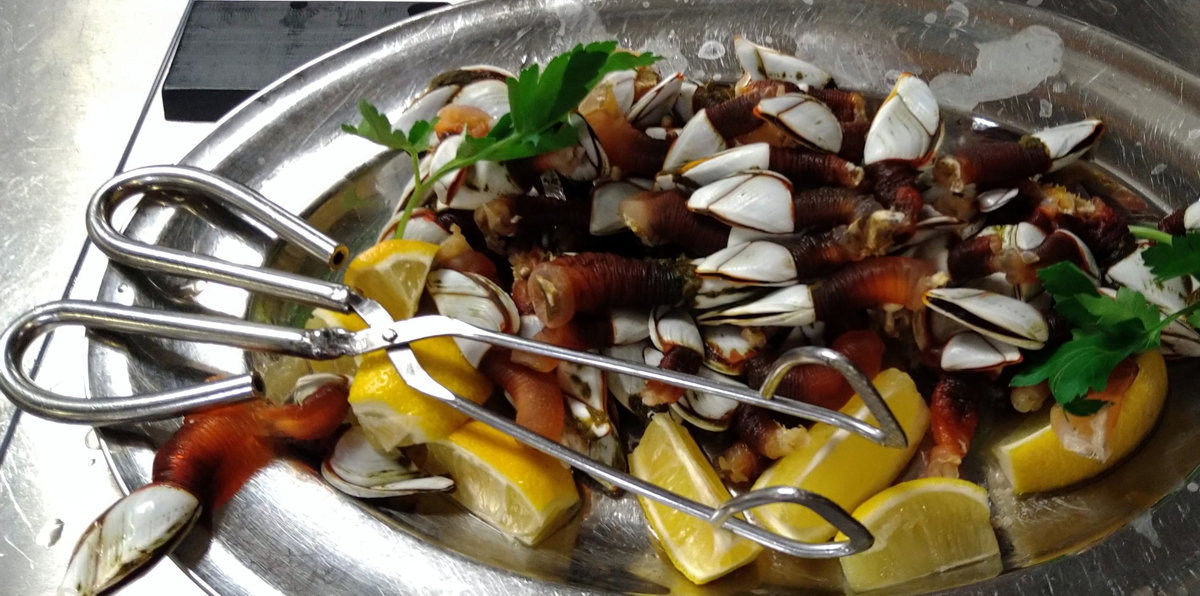 Gooseneck barnacles (German: Entenmuscheln) freshly harvested from the buoy