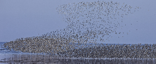 Red knots in flight (photo: Jan van de Kam)