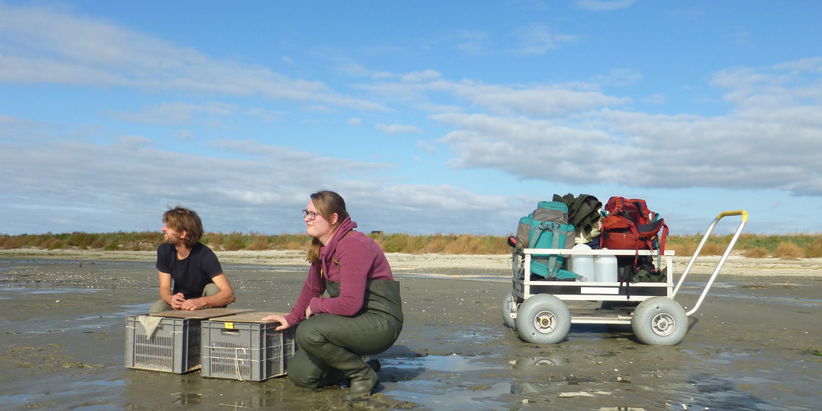 Luc de Monte and Kelly Minnaard releasing the birds that have been tested and provided with coloured rings and tags. 