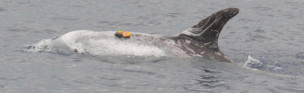 Risso’s dolphin (Grampus griseus) off Terceira Island, Azores, equipped with a suction-cup attached digital sound and movement recording device (Dtag). Picture: MG Oudejans, Kelp Marine Research.
