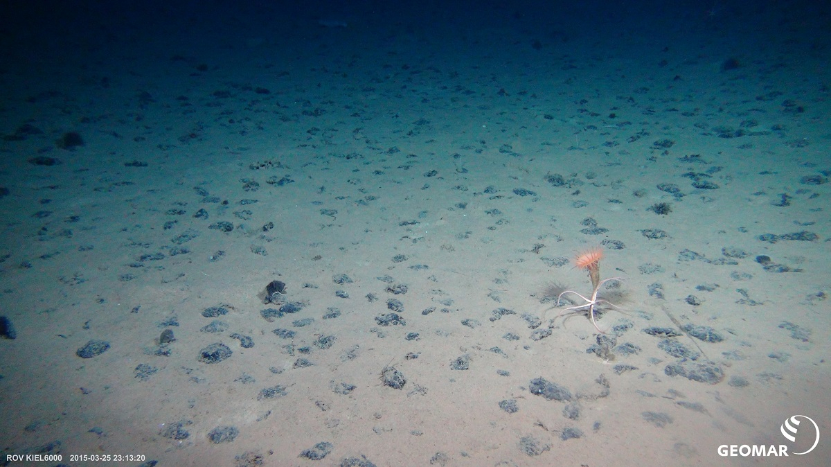 Typical manganese nodule habitat on the seafloor in the Clarion-Clipperton Fracture Zone (CCZ) in the Pacific Ocean (Expedition SO239) with a sea anemone and a brittle star. Photo: ROV KIEL6000, GEOMAR.