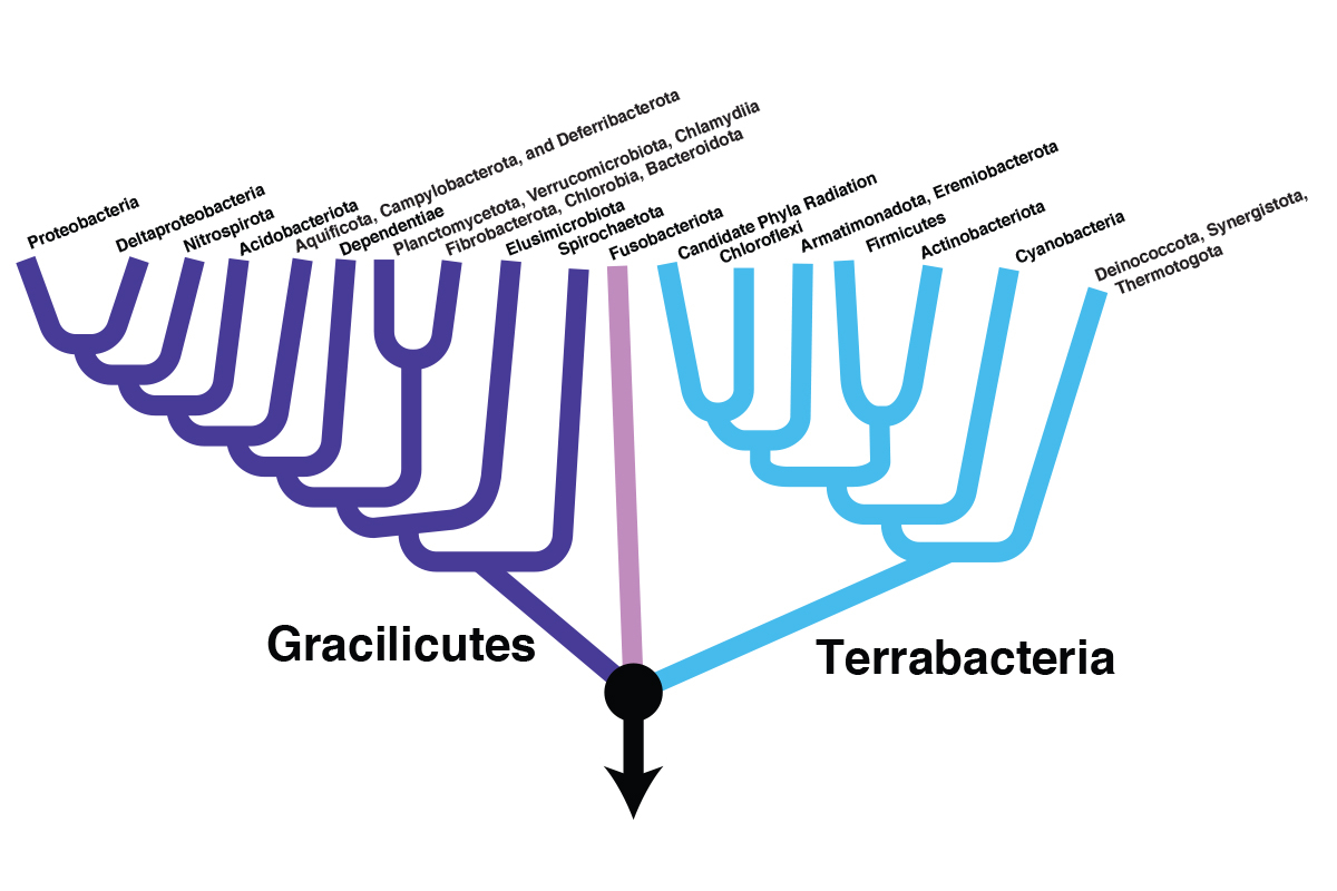 Schematic illustration of the bacterial tree of life, Credit: Anja Spang