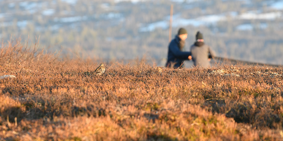 A sitting snipe with nets being raised in the background, credit: Åke Lindström