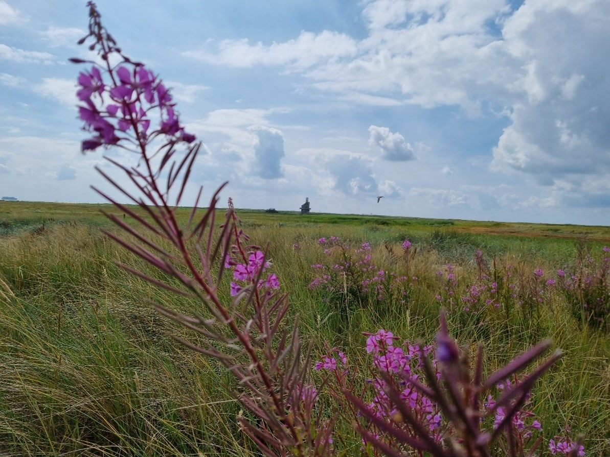 Wilgenroosjes op Griend (Foto: Evy Gobbens)