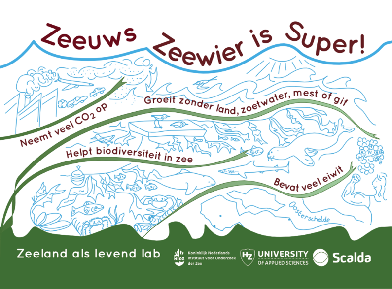 Zeewier heeft de toekomst_activiteit van NIOZ HZ en Scalda op Expeditie Next