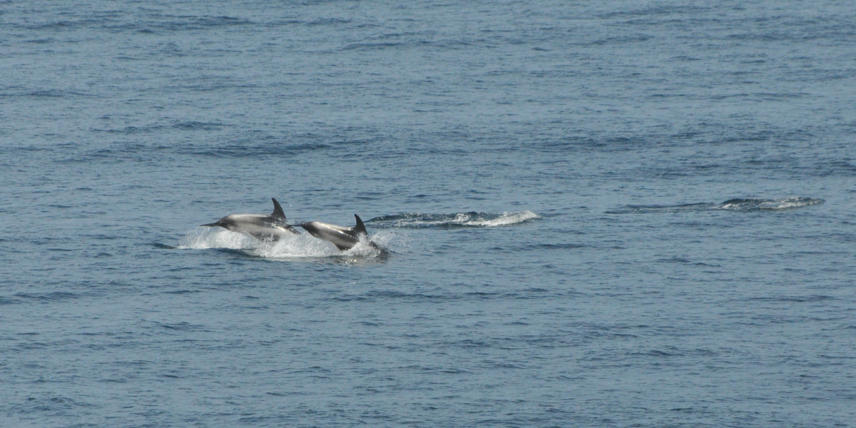 White beaked dolphins