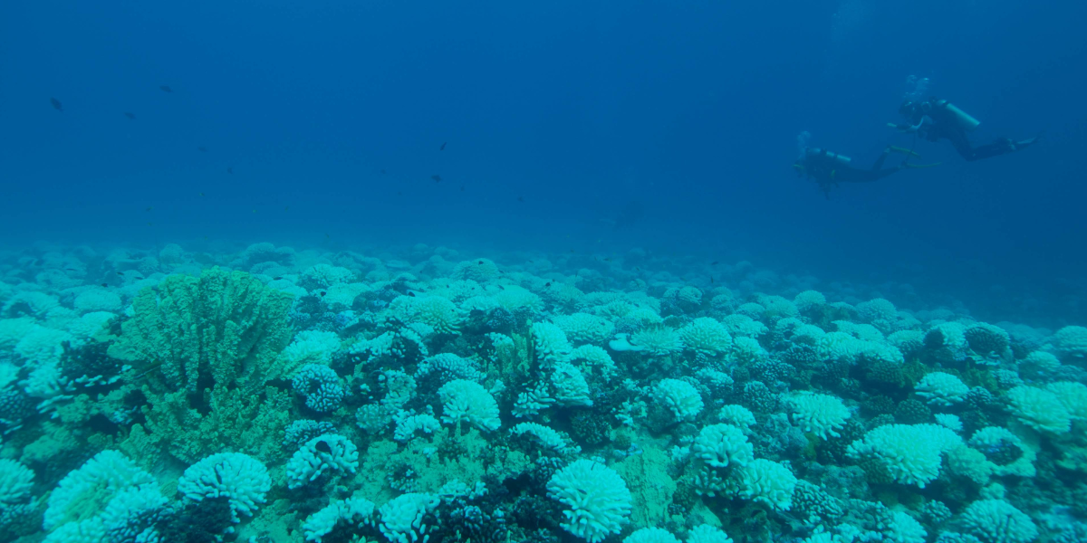 Researchers diving on the fore reef of LTER1, Mo'orea, during the 2019 bleaching event.
