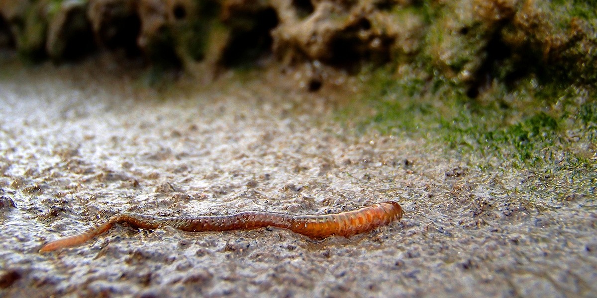 A ragworm in its element on an intertidal flat.