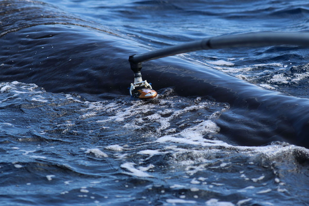 Dominica - tag on sperm whale Shane Gero/Dominica Sperm Whale Project. Photo taken under permit from Fisheries Division of the Government of Dominica   