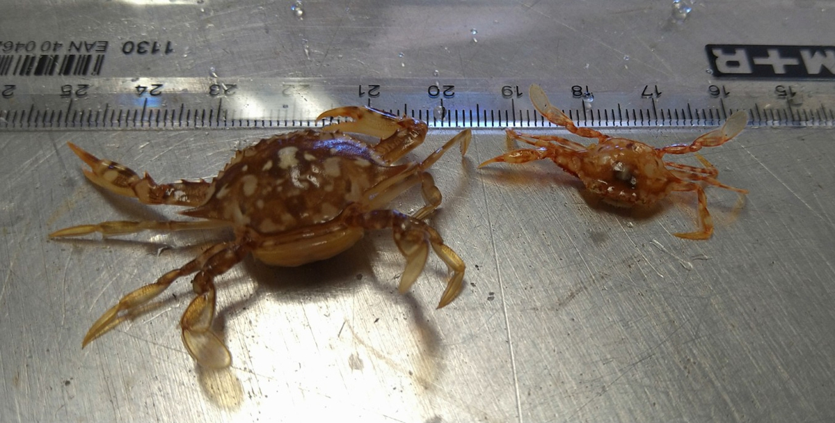 These crabs use the Sargassum to travel the ocean