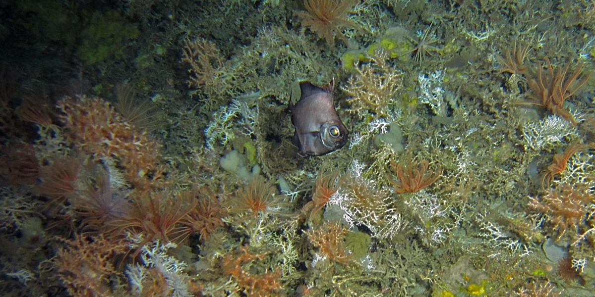 The Oreo mound at Rockall bank is densely populated with corals, Crinoids and sponges. The mound is named after the fish that is visible in this picture.